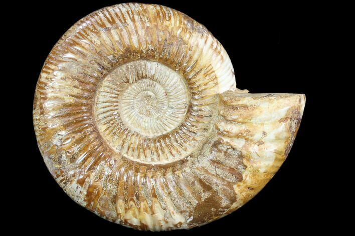 Large, Ammonite (Perisphinctes) Fossil - Jurassic #102523